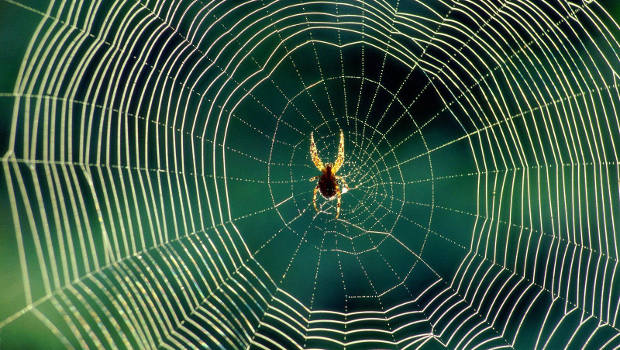 How To Deal With Fear of Spiders or Arachnophobia?