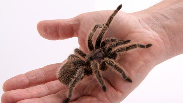 Spider Phobia Hypnotherapy - Haywards Heath, West Sussex